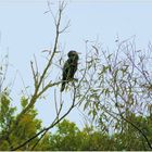 Der Kormoran auf dem Baum