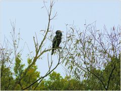 Der Kormoran auf dem Baum