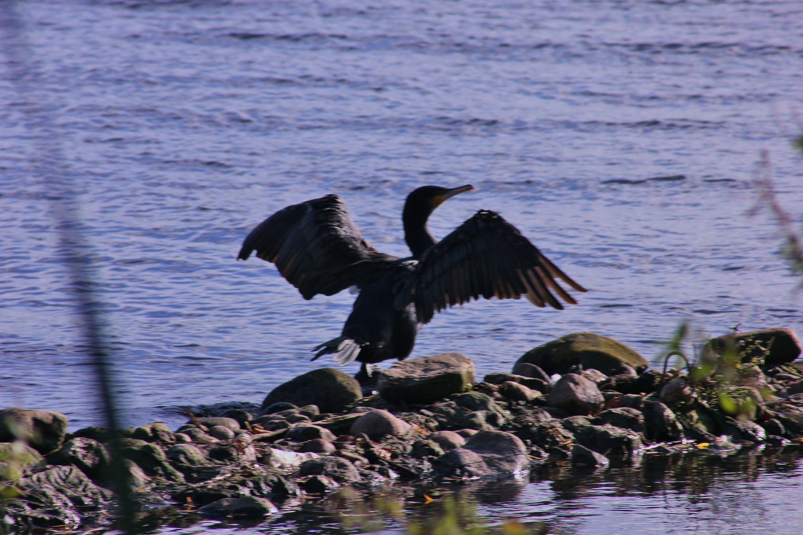 Der Kormoran beim Flügel trocknen