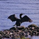 Der Kormoran beim Flügel trocknen