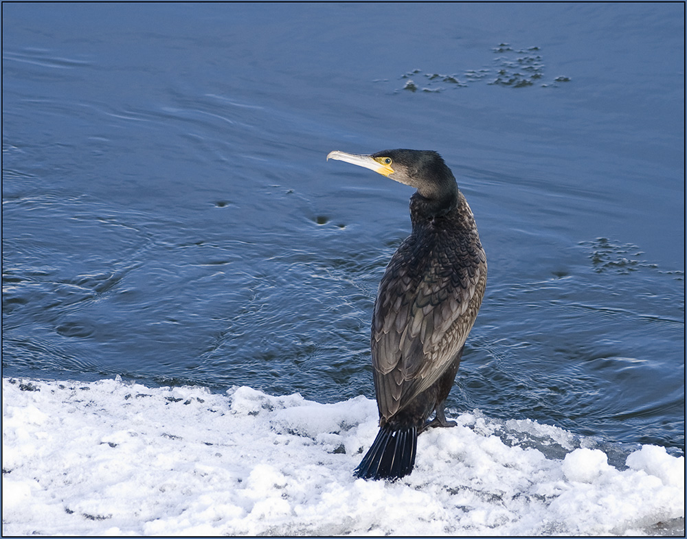 der Kormoran