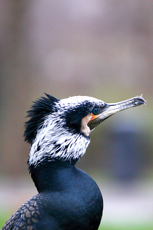 * Der Kormoran *