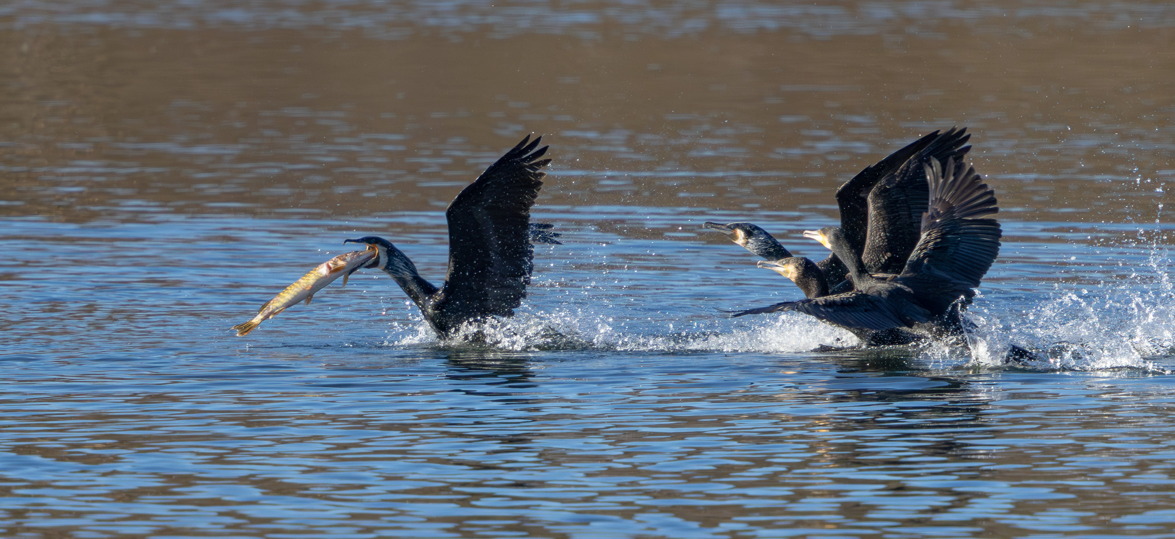 Der Kormoran ...