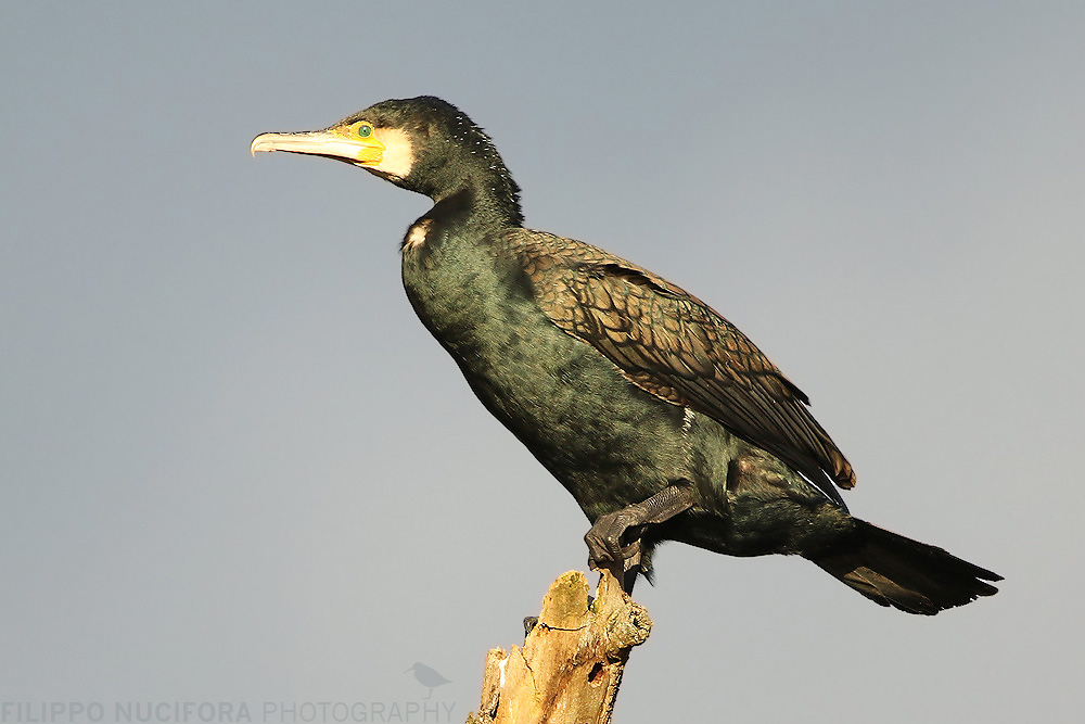 ~ Der Kormoran ~ Foto & Bild | tiere, wildlife, wild lebende vögel ...