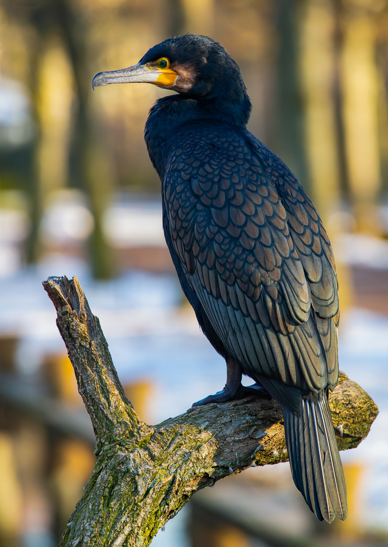 Der Kormoran der Wilhelma