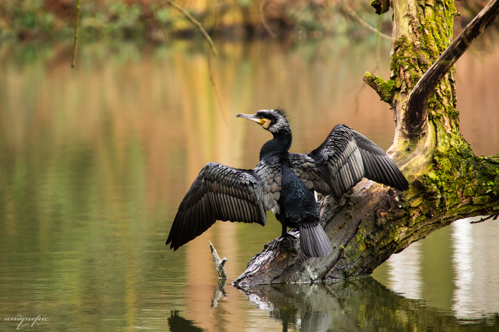 Der Kormoran