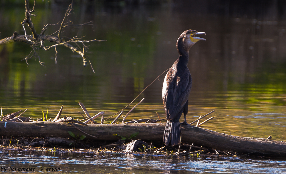 der Kormoran