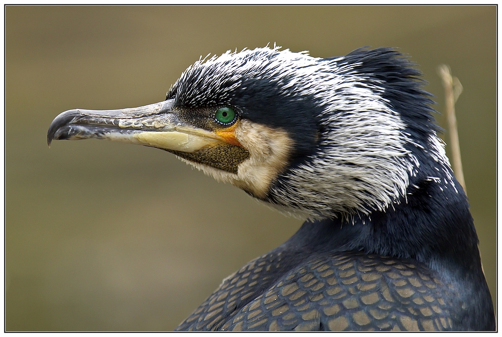 Der Kormoran - ein Portrait