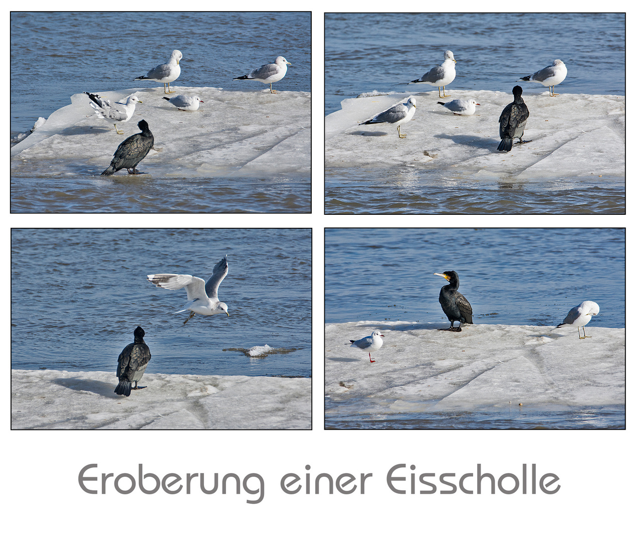 Der Kormoran "eroberte" eine der letzten . . .