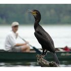 Der Kormoran...