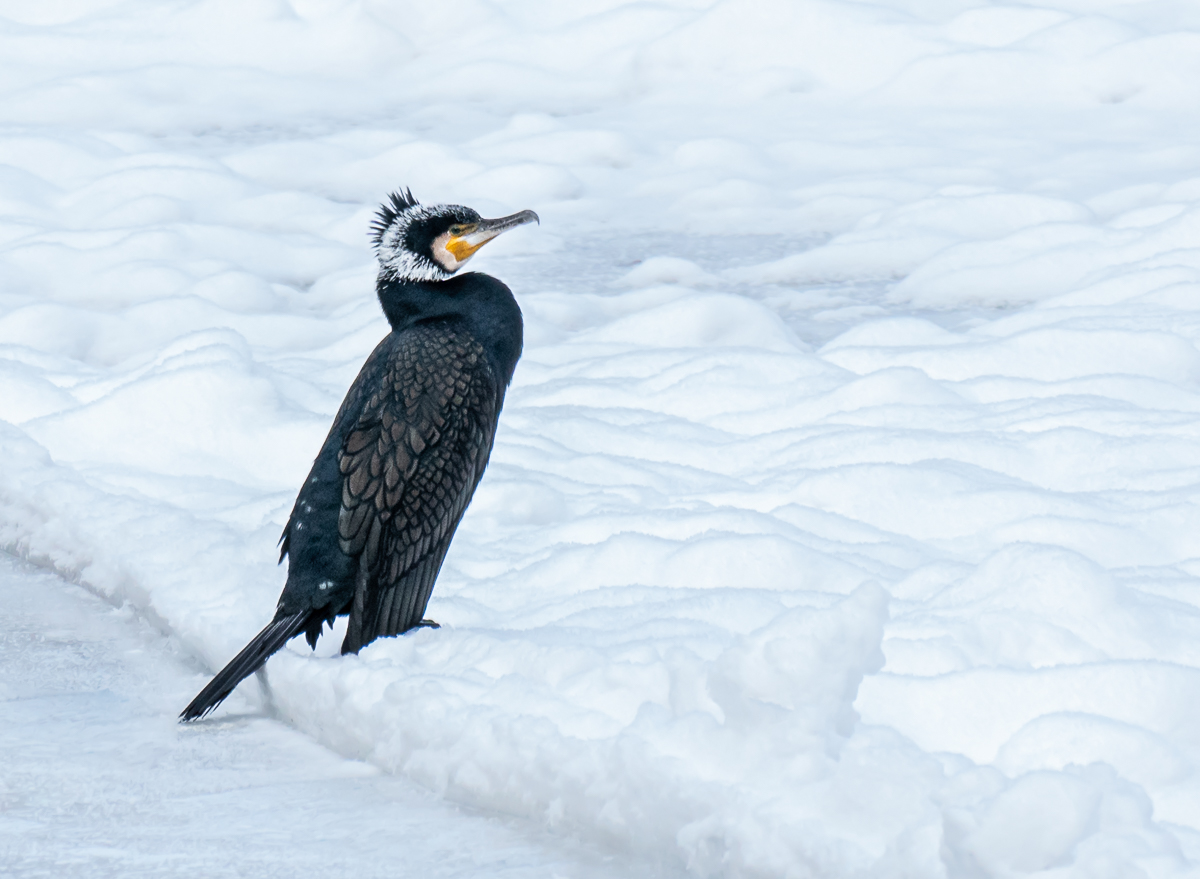 Der Kormoran im Prachtkleid