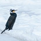 Der Kormoran im Prachtkleid