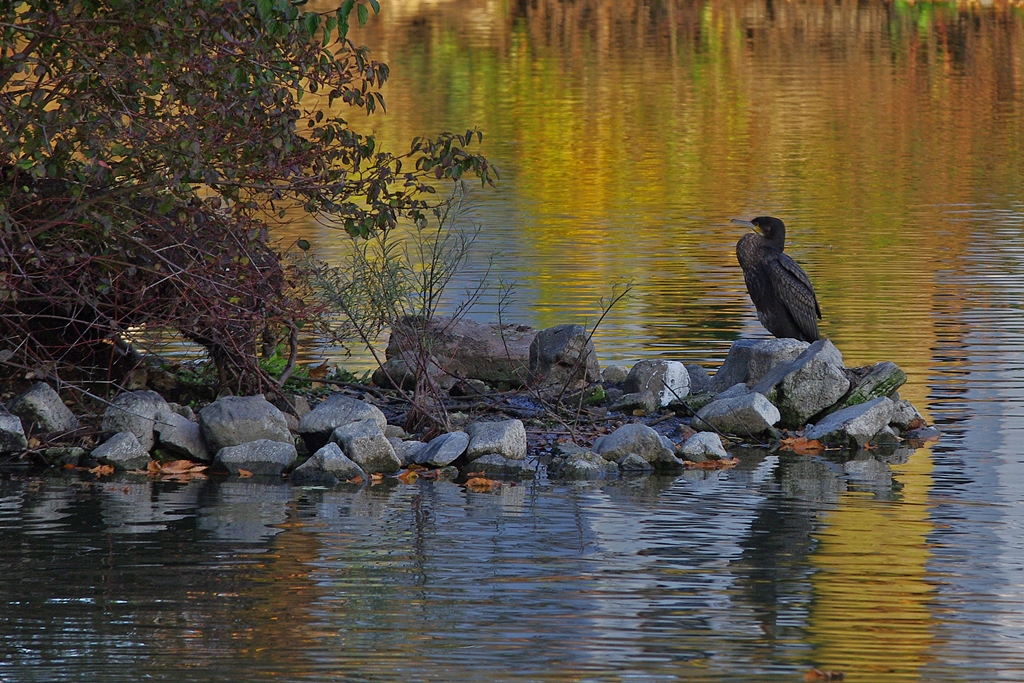 Der Kormoran in der Abendsonne