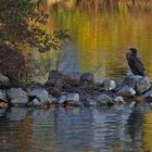 Der Kormoran in der Abendsonne