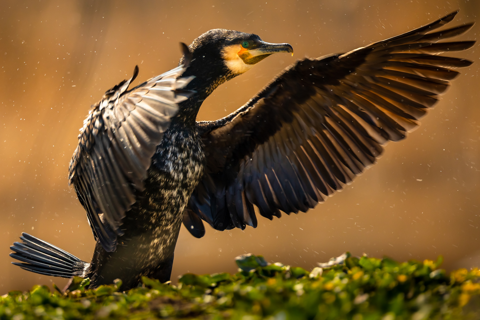 Der Kormoran kommt aus dem Wasser