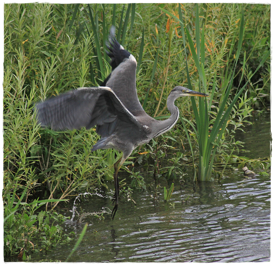 Der Kormoran kommt, ich verschwinde lieber