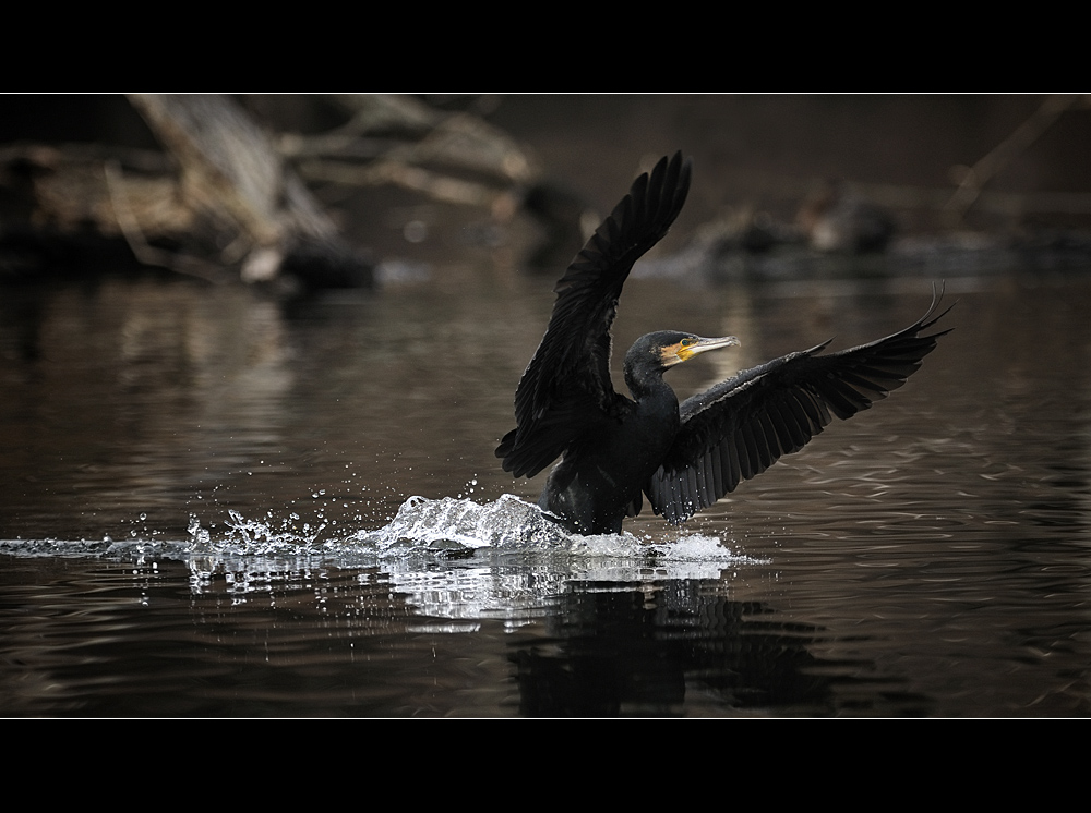 Der Kormoran kommt soeben an