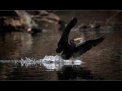 Der Kormoran kommt soeben an