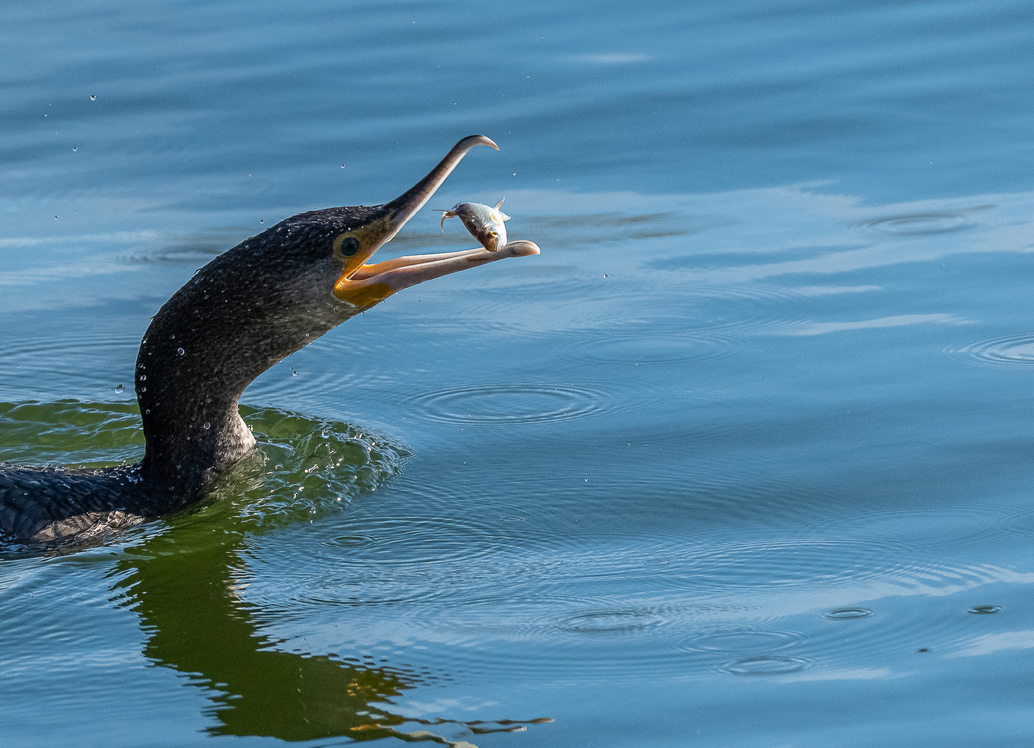 Der Kormoran legt sich den Fisch zurecht.