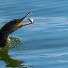 Der Kormoran legt sich den Fisch zurecht.