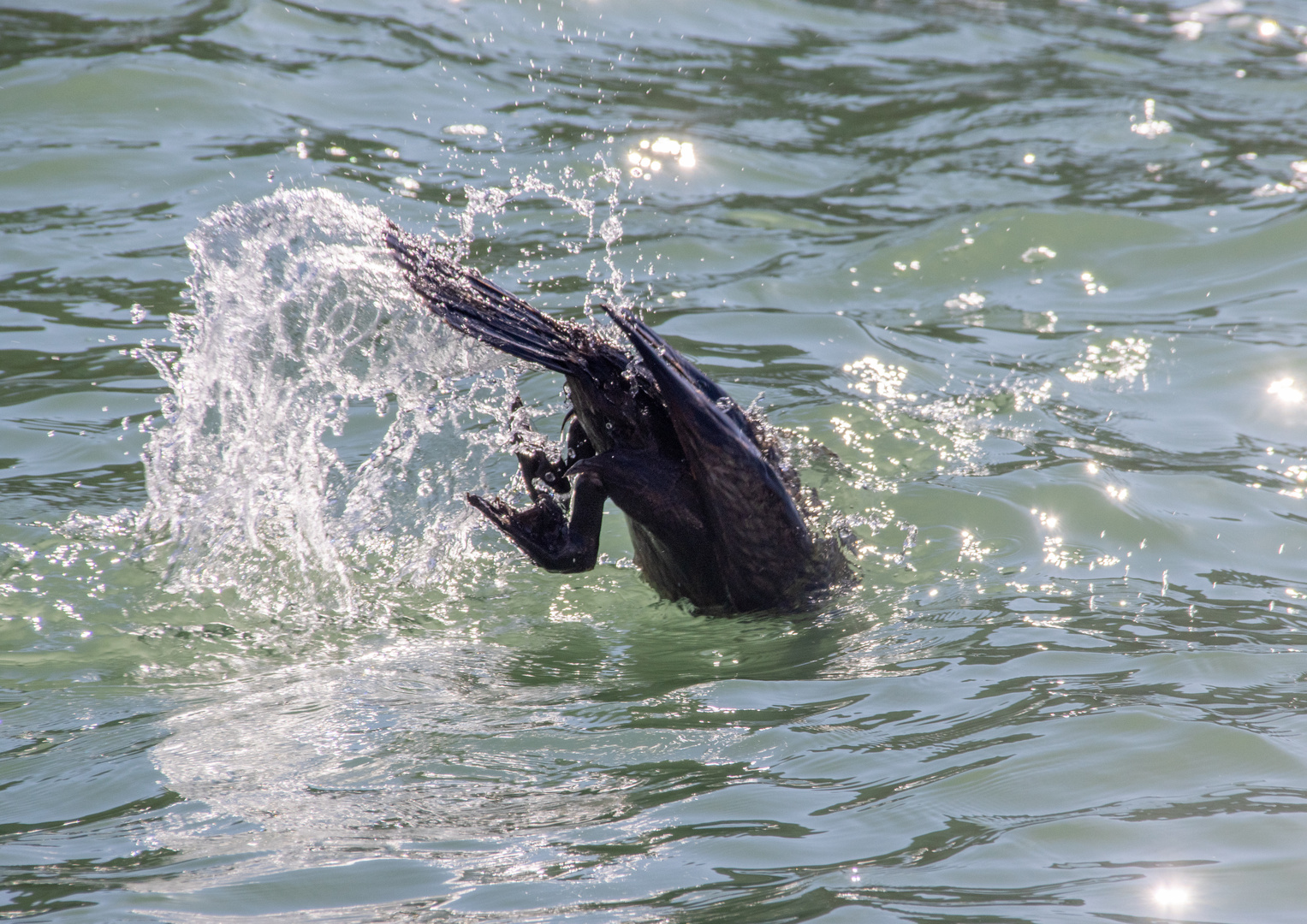 der Kormoran mäuselt...