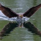 Der Kormoran mit toller Spiegelung 