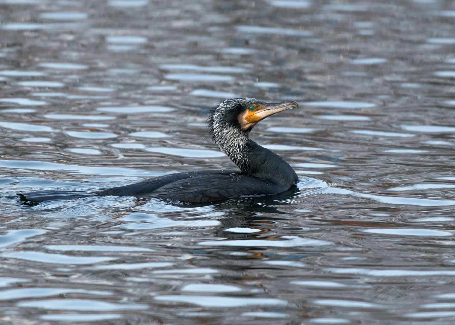 Der Kormoran (Phalacrocorax carbo)