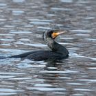 Der Kormoran (Phalacrocorax carbo)