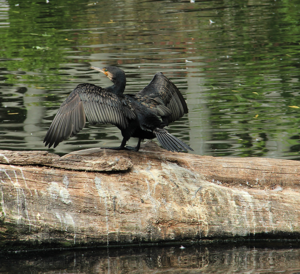 Der Kormoran (Phalacrocorax carbo)