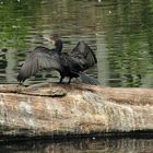 Der Kormoran (Phalacrocorax carbo)