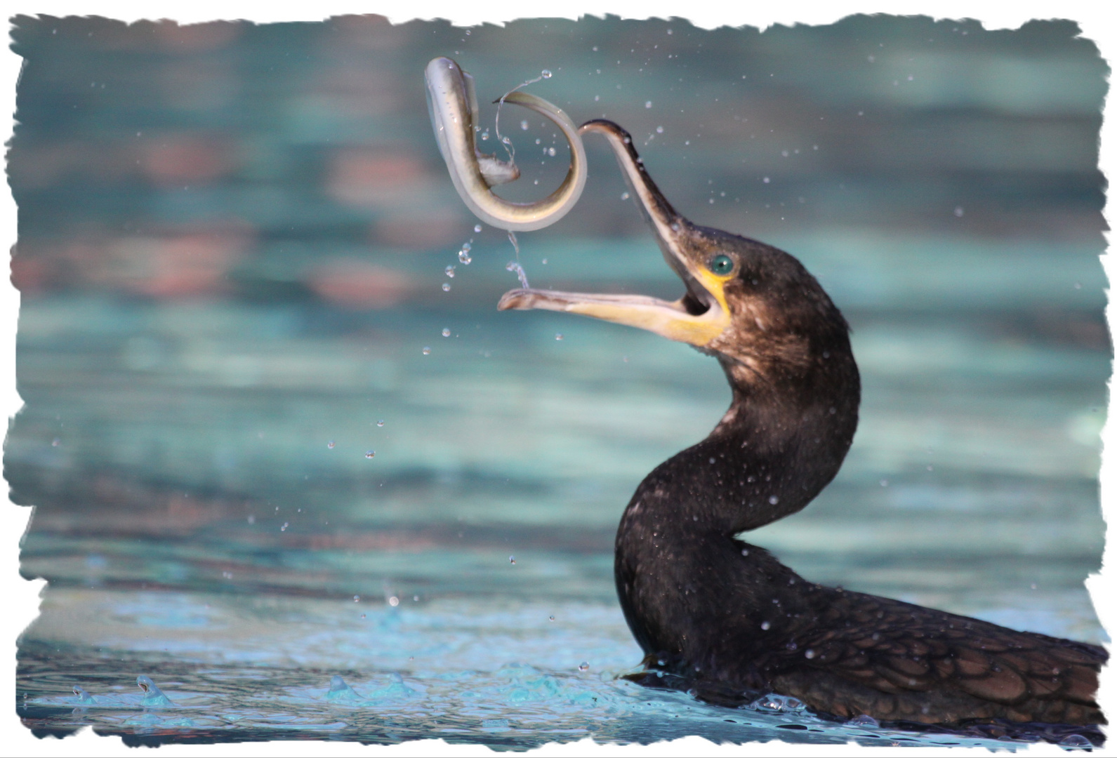 Der Kormoran (Phalacrocorax carbo)