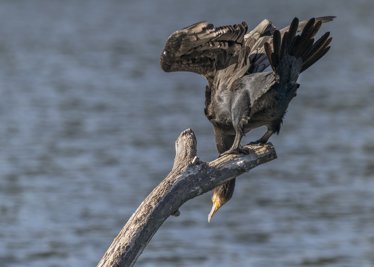 Der Kormoran (Phalacrocorax carbo)