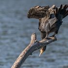 Der Kormoran (Phalacrocorax carbo)