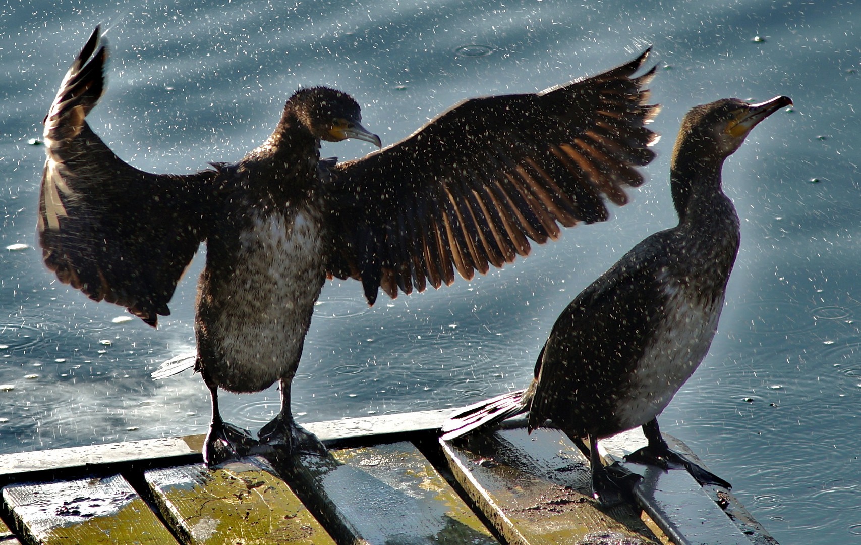 DER KORMORAN ( PHALACROCORAX CARBO) 