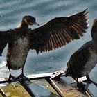 DER KORMORAN ( PHALACROCORAX CARBO) 