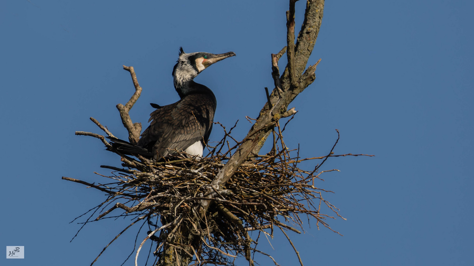 Der Kormoran (Phalacrocorax carbo) 