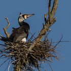 Der Kormoran (Phalacrocorax carbo) 