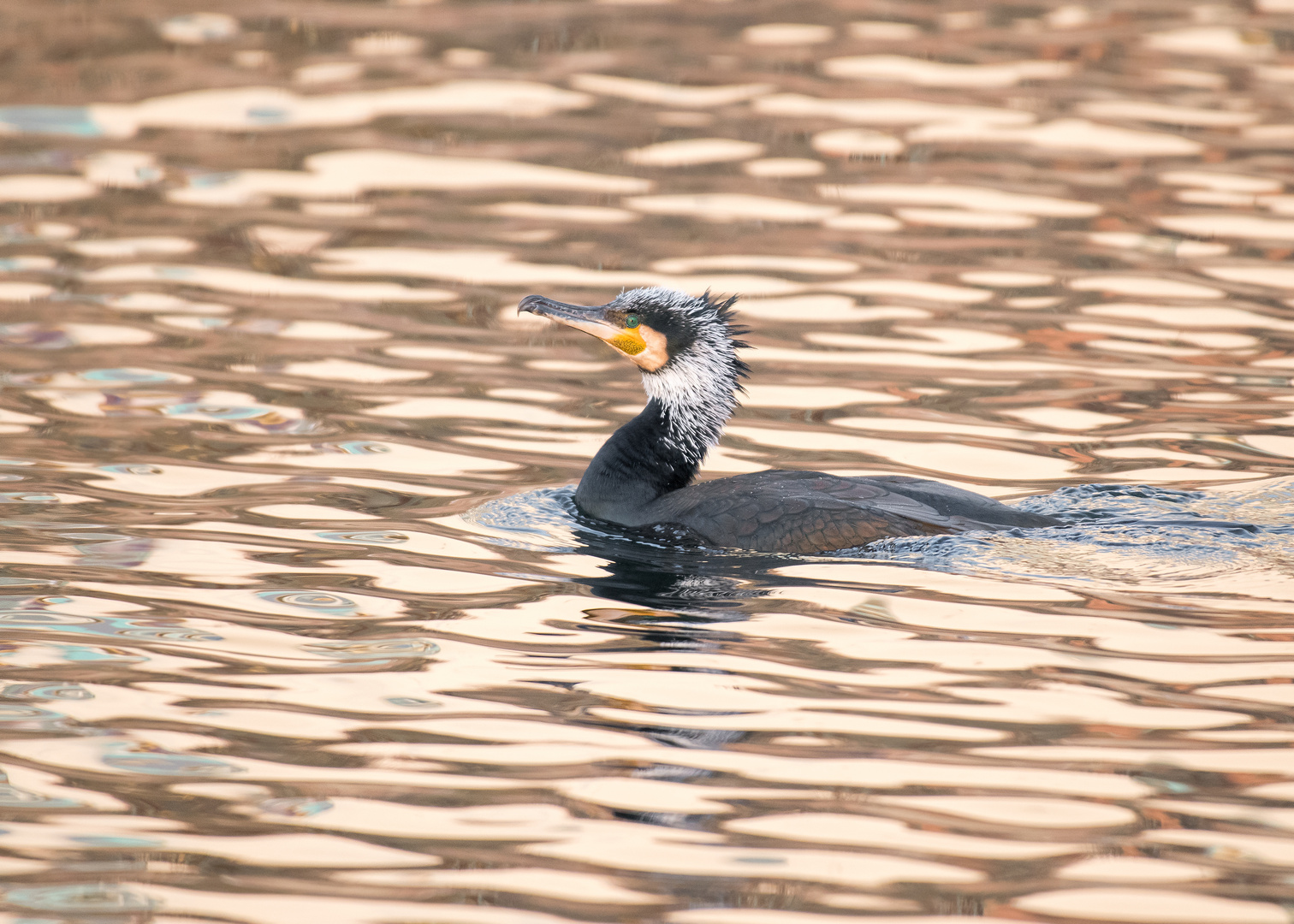 Der Kormoran (Phalacrocorax carbo)