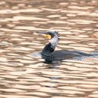 Der Kormoran (Phalacrocorax carbo)