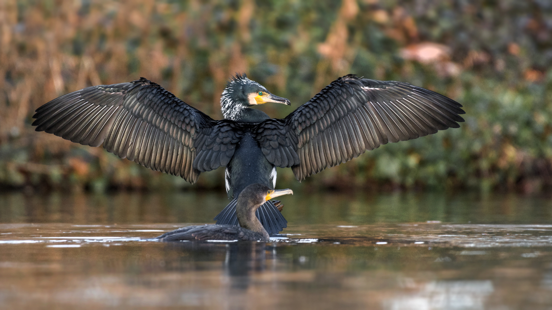 Der Kormoran (Phalacrocorax carbo)