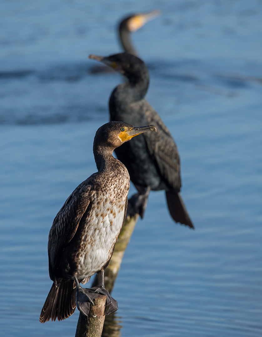 Der Kormoran (Phalacrocorax carbo) Foto & Bild | natur, tiere, vögel