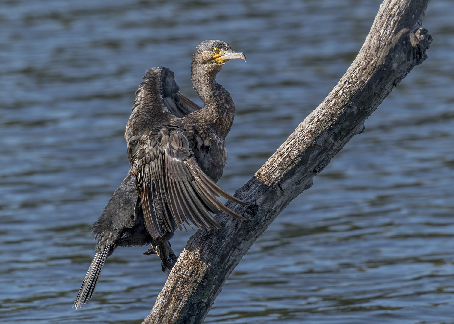 Der Kormoran (Phalacrocorax carbo)