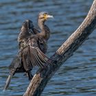 Der Kormoran (Phalacrocorax carbo)