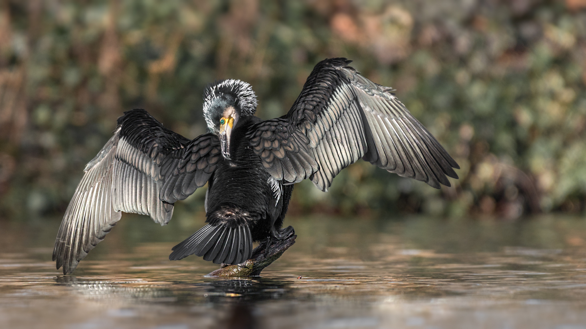 Der Kormoran (Phalacrocorax carbo)