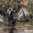 Der Kormoran (Phalacrocorax carbo)