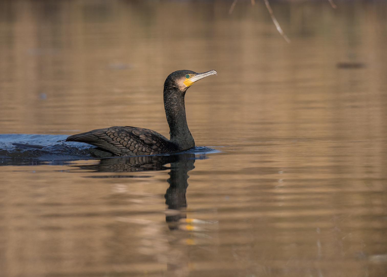 Der Kormoran (Phalacrocorax carbo) 