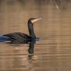 Der Kormoran (Phalacrocorax carbo) 