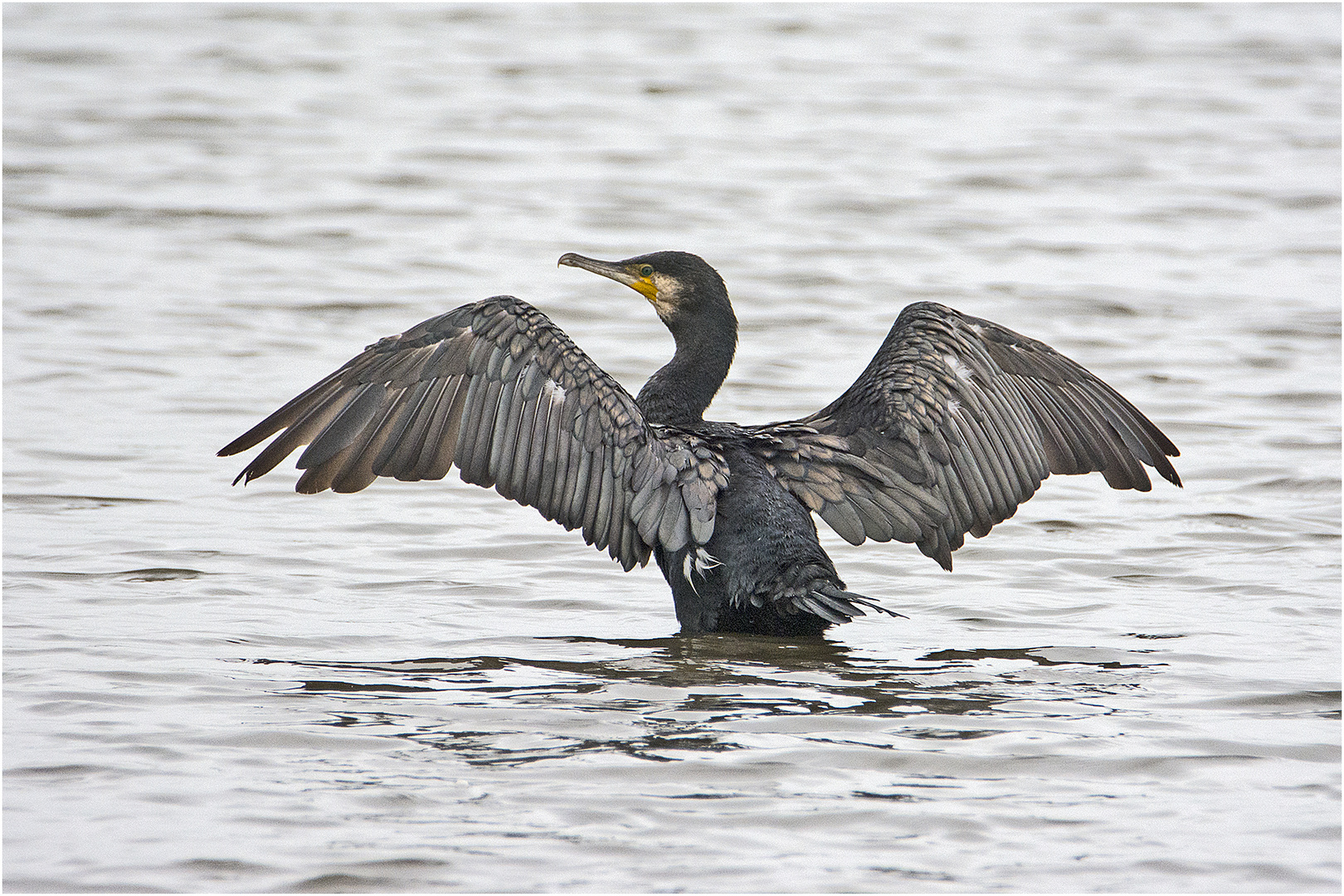 Der Kormoran (Phalacrocorax carbo) trocknet seine Flügel . . .