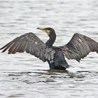 Der Kormoran (Phalacrocorax carbo) trocknet seine Flügel . . .