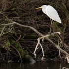 Der Kormoran saß ungünstig ...